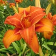 Kép 6/6 - Hemerocallis 'Bandolero' – Sásliliom