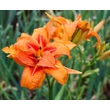 Kép 2/6 - Hemerocallis 'Bandolero' – Sásliliom