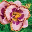 Kép 2/6 - Hemerocallis 'Beachy Keen' – Sásliliom