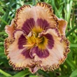 Kép 4/6 - Hemerocallis 'Beachy Keen' – Sásliliom