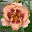 Kép 5/6 - Hemerocallis 'Beachy Keen' – Sásliliom