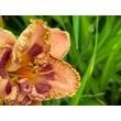 Kép 6/6 - Hemerocallis 'Beachy Keen' – Sásliliom  - képek rendelés vásárlás a Megyeri Szabolcs Kertészeti webáruházban.