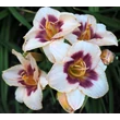 Kép 3/6 - Hemerocallis 'Blueberry Candy' – Sásliliom