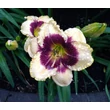 Kép 4/6 - Hemerocallis 'Blueberry Candy' – Sásliliom
