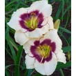 Kép 2/6 - Hemerocallis 'Blueberry Candy' – Sásliliom