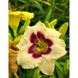 Kép 1/6 - Hemerocallis 'Blueberry Candy' – Sásliliom