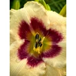 Kép 6/6 - Hemerocallis 'Blueberry Candy' – Sásliliom  - képek rendelés vásárlás a Megyeri Szabolcs Kertészeti webáruházban.