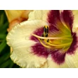 Kép 5/6 - Hemerocallis 'Blueberry Candy' – Sásliliom  - képek rendelés vásárlás a Megyeri Szabolcs Kertészeti webáruházban.