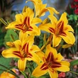 Kép 2/6 - Hemerocallis 'Bonanza' - Sárga-barna sásliliom