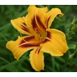 Kép 3/6 - Hemerocallis 'Bonanza' - Sárga-barna sásliliom