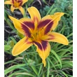 Kép 4/6 - Hemerocallis 'Bonanza' - Sárga-barna sásliliom