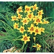 Kép 5/6 - Hemerocallis 'Bonanza' - Sárga-barna sásliliom