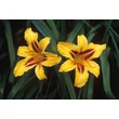 Kép 6/6 - Hemerocallis 'Bonanza' - Sárga-barna sásliliom