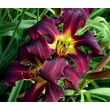 Kép 3/6 - Hemerocallis 'Brer Rabbit's Baby' – Sásliliom