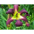 Kép 2/6 - Hemerocallis 'Brer Rabbit's Baby' – Sásliliom