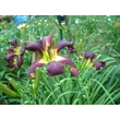 Kép 4/6 - Hemerocallis 'Brer Rabbit's Baby' – Sásliliom