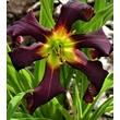 Kép 5/6 - Hemerocallis 'Brer Rabbit's Baby' – Sásliliom