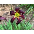 Kép 6/6 - Hemerocallis 'Brer Rabbit's Baby' – Sásliliom