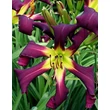 Kép 1/6 - Hemerocallis 'Brer Rabbit's Baby' – Sásliliom