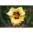 Kép 3/6 - Hemerocallis 'Bumble Bee' – Sásliliom