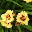 Kép 2/6 - Hemerocallis 'Bumble Bee' – Sásliliom