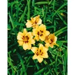 Kép 6/6 - Hemerocallis 'Bumble Bee' – Sásliliom