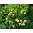 Kép 5/6 - Hemerocallis 'Bumble Bee' – Sásliliom