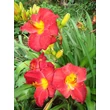Kép 2/2 - Hemerocallis 'Carolyn Hendrix' – Sásliliom