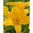 Kép 1/2 - Hemerocallis 'Cartwheels' - Sásliliom