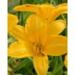 Kép 1/2 - Hemerocallis 'Cartwheels' - Sásliliom (sárga)