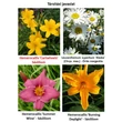 Kép 2/2 - Hemerocallis 'Cartwheels' - Sásliliom