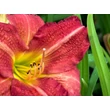 Kép 2/3 - Hemerocallis 'Chicago Cardinal' – Sásliliom - képek rendelés vásárlás a Megyeri Szabolcs Kertészeti webáruházban.