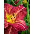 Kép 3/3 - Hemerocallis 'Chicago Cardinal' – Sásliliom - képek rendelés vásárlás a Megyeri Szabolcs Kertészeti webáruházban.