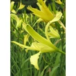 Kép 1/2 - Hemerocallis citrina – Citromsárga sásliliom