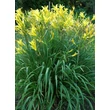 Kép 2/2 - Hemerocallis citrina – Citromsárga sásliliom