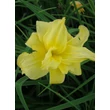 Kép 4/5 - Hemerocallis citromsárga telt sásliliom