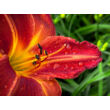 Kép 3/4 - Hemerocallis 'Columbus' – Sásliliom - képek rendelés vásárlás a Megyeri Szabolcs Kertészeti webáruházban.