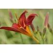 Kép 3/7 - Hemerocallis 'Crimson Pirate' - Sásliliom