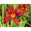 Kép 6/7 - Hemerocallis 'Crimson Pirate' - Sásliliom