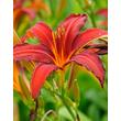 Kép 1/2 - Hemerocallis 'Crimson Pirate' - Piros sásliliom