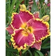 Kép 3/6 - Hemerocallis 'Daria' – Sásliliom
