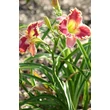 Kép 4/6 - Hemerocallis 'Daria' – Sásliliom