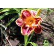 Kép 5/6 - Hemerocallis 'Daria' – Sásliliom