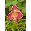 Kép 6/6 - Hemerocallis 'Daria' – Sásliliom