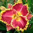 Kép 1/6 - Hemerocallis 'Daria' – Sásliliom