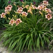 Kép 2/6 - Hemerocallis 'Daring Deception' – Sásliliom