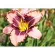Kép 6/6 - Hemerocallis 'Daring Deception' – Sásliliom