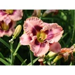 Kép 4/6 - Hemerocallis 'Daring Deception' – Sásliliom
