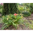 Kép 2/6 - Hemerocallis 'Dragon's Eye' – Sásliliom