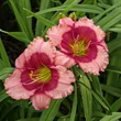 Kép 4/6 - Hemerocallis 'Dragon's Eye' – Sásliliom